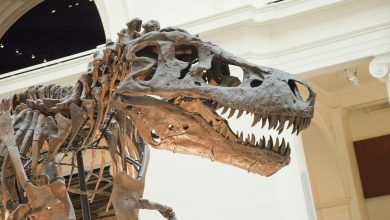 Photo of Il Museo delle Scienze Naturali di Torino riapre: dopo 8 anni il museo riapre i battenti