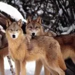 I lupi in Piemonte continuano a creare problemi: animalisti e agricoltori divisi sugli abbattimenti