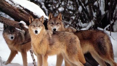 Photo of I lupi in Piemonte continuano a creare problemi: animalisti e agricoltori divisi sugli abbattimenti