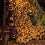Pecore a spasso per Torino: gli ovini girano di notte per la transumanza