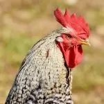 Catturato il gallo di Moncalieri, l’animale disturbava i residenti di Borgo Mercato