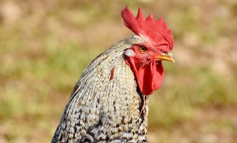 Catturato il gallo di Moncalieri, l'animale disturbava i residenti di Borgo Mercato