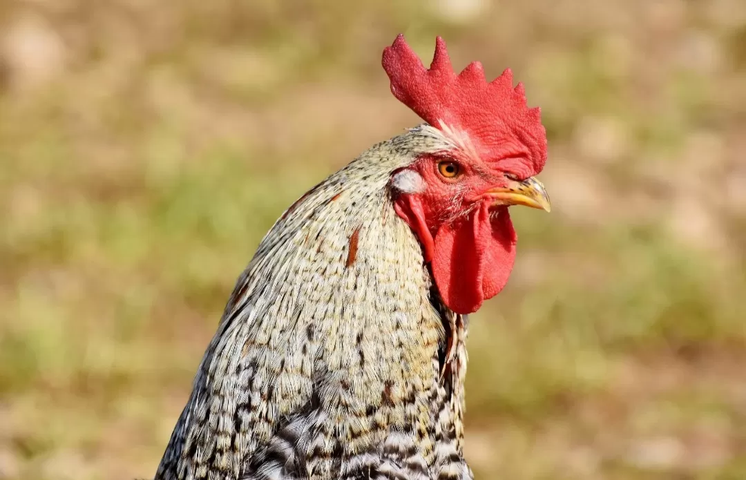 Catturato il gallo di Moncalieri, l'animale disturbava i residenti di Borgo Mercato
