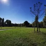 Piantati 3mila nuovi alberi a Torino grazie a IKEA nel Parco Piemonte