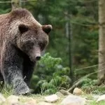Nuova apparizione di un orso in Val Grande in Piemonte