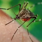 Torna l’incubo della Febbre del Nilo in Piemonte: arriva la zanzara coreana