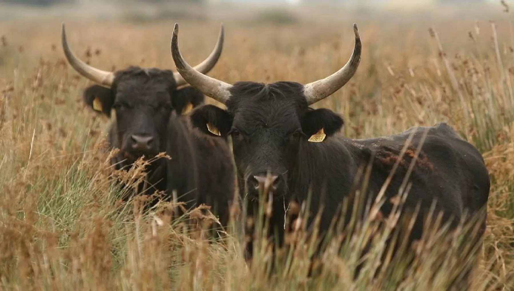 Torino, i tori scappati dall'allevamento non si fermano: cinque giorni per la cattura