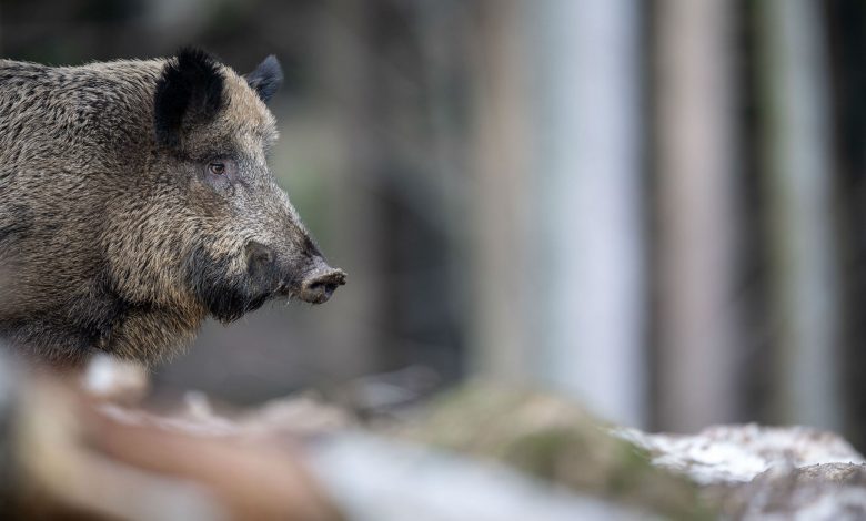 Torna il problema dei cinghiali in Piemonte: gli animali rovinano i raccolti