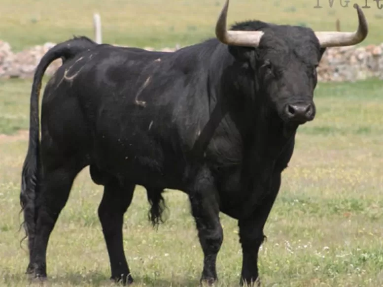 Torino, la caccia ai tori scappati si intensifica droni e 150 volontari