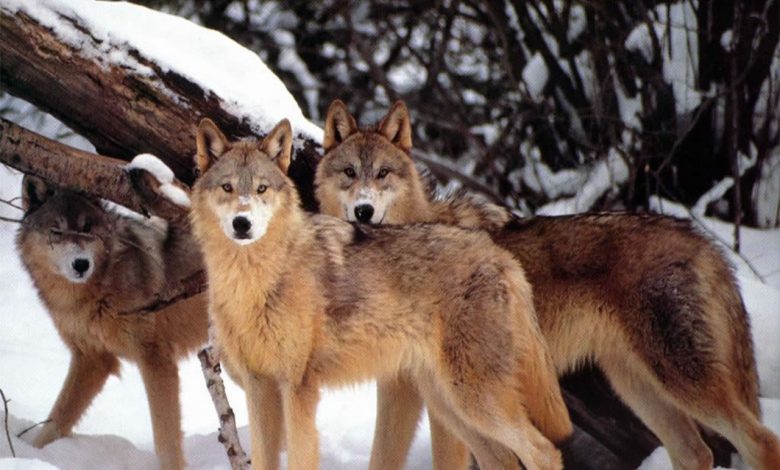 I lupi: 400 gli esemplari avvistati in Piemonte