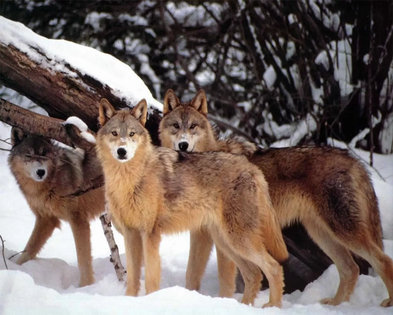 I lupi: 400 gli esemplari avvistati in Piemonte