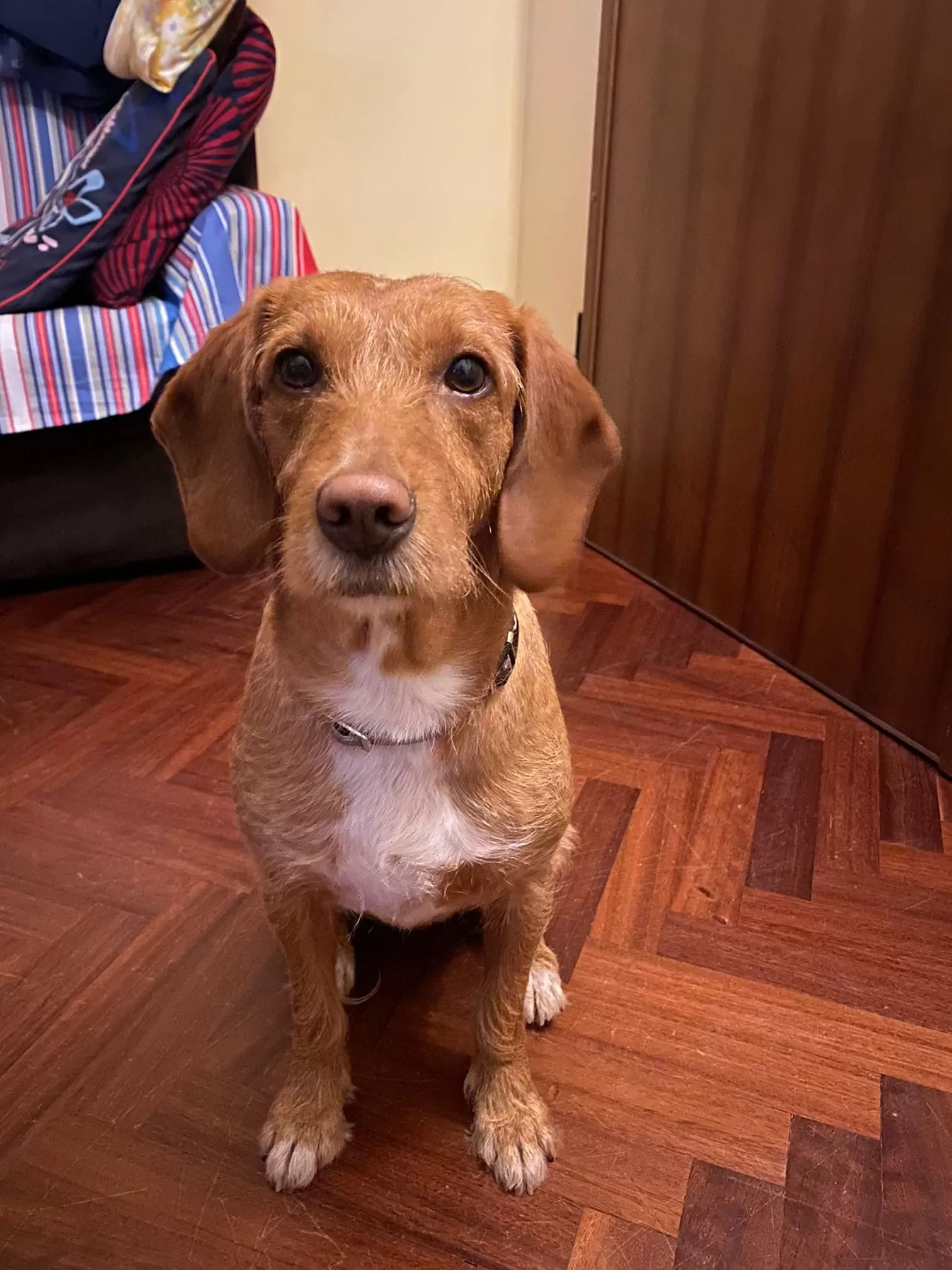 Torino, cagnolina ritrovata dopo 40 giorni di ricerche
