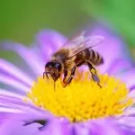 Torino, a Parco del Meisino arrivano 150 mila api tra sostenibilità e monitoraggio