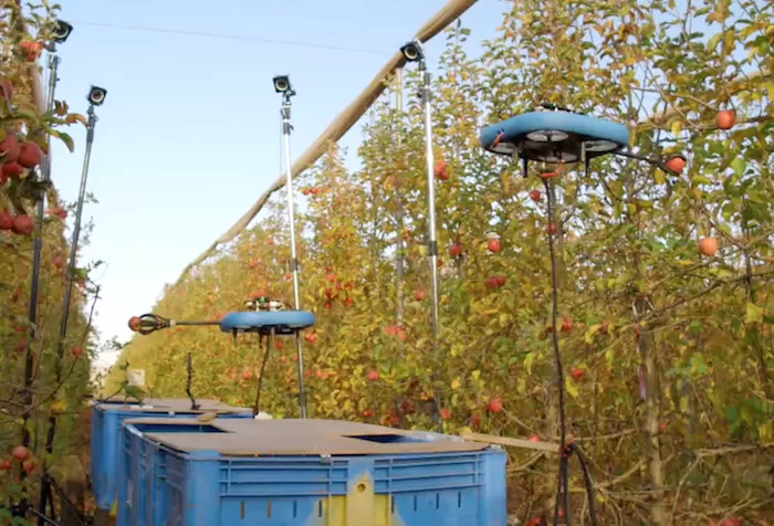 Droni in volo raccolgono mele da alberi