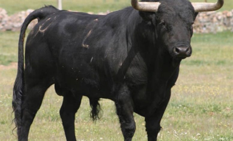 Torino, i tori scappati fanno litigare i sindaci: sono introvabili