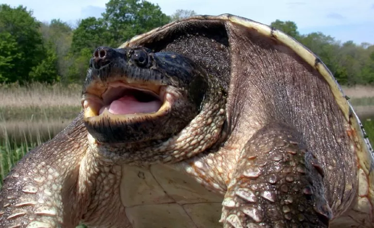 Un altro ritrovamento di animali selvatici per strada: una tartaruga azzannatrice a Collegno