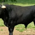 Torino, avvistati a Fiano i tori scappati, i veterinari chiedono di non abbatterli