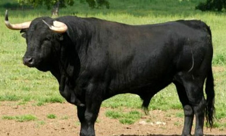 Torino, avvistati a Fiano i tori scappati, i veterinari chiedono di non abbatterli