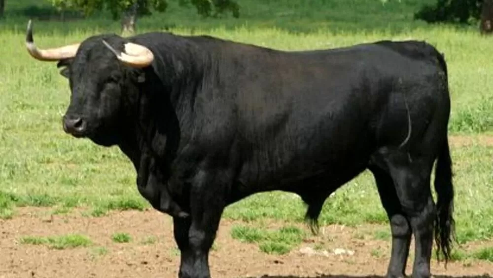 Torino, avvistati a Fiano i tori scappati, i veterinari chiedono di non abbatterli