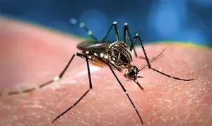 zanzara in primo piano