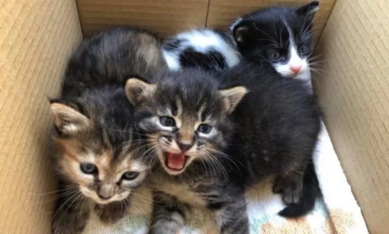3 cuccioli di gatto dentro una scatola