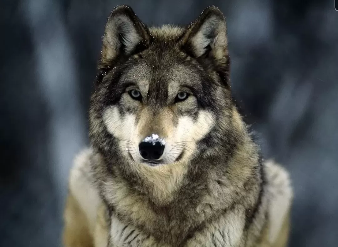 A Torino i lupi attaccano gli animali: a Bertolla uccise oltre 20 pecore