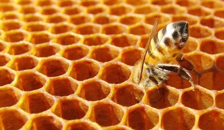 Torino, crescono i furti di arnie: gli apicoltori chiedono tutela