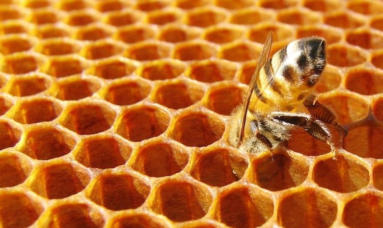 Torino, crescono i furti di arnie: gli apicoltori chiedono tutela