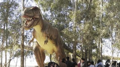 Photo of Borgaro Torinese, il Dinosaurs Park fa il pieno di visite: 35 mila ingressi