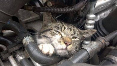 Photo of Nichelino, salvato un gatto incastrato nel motore di un auto