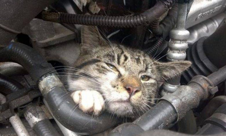 Nichelino, un gatto è rimasto incastrato nel motore di un auto: salvato