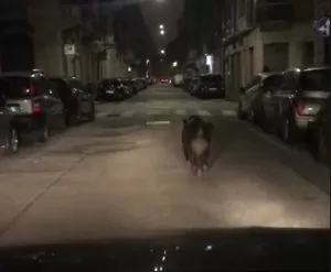 Torino, branco di cinghiali invade il centro abitato