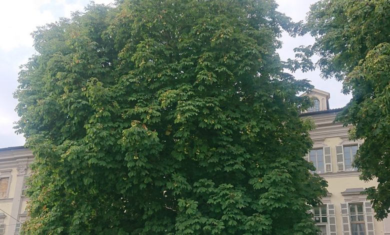 Torino, un albero pericolante verrà abbattuto in piazza Carlo Emanuele II