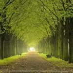 Torino, donati 100 alberi per celebrare l’indipendenza del Pakistan