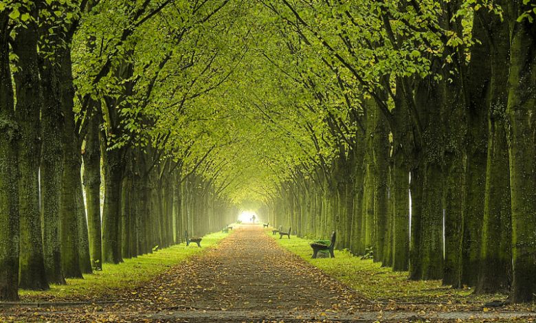 Torino sempre più green: stanziati fondi europei per gli alberi