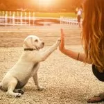 Oggi è la Giornata internazionale del Cane: le storie dei cani piemontesi