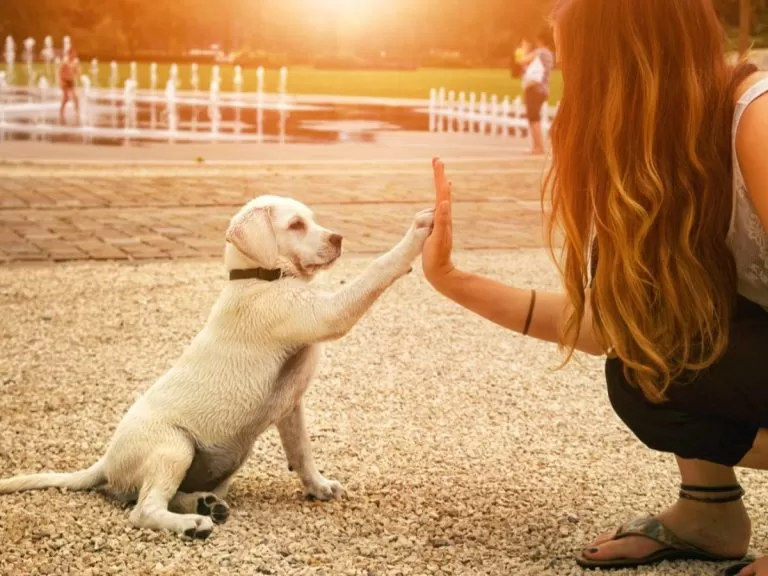 Oggi è la Giornata internazionale del Cane: le storie dei cani piemontesi