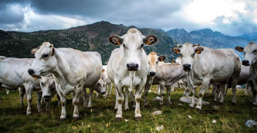 Piemonte, la crisi colpisce anche gli allevamenti: chiusa una stalla su cinque