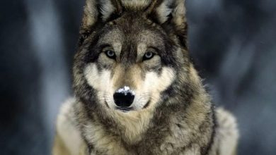 Photo of Piemonte, cresce l’allarme lupi: sempre più aggressivi negli allevamenti