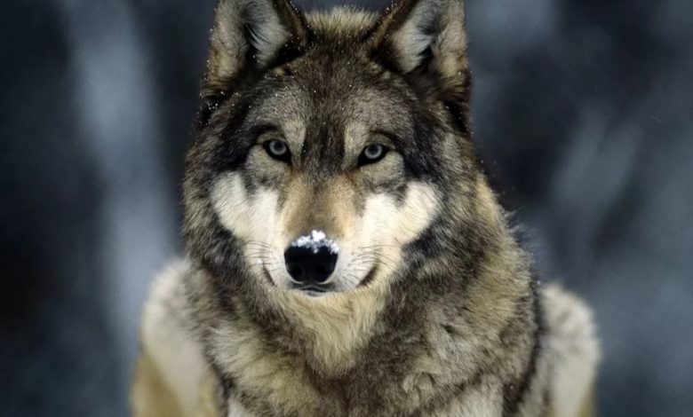 Piemonte, cresce l'allarme lupi: sempre più aggressivi negli allevamenti