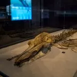In Piemonte una mostra sulle balene preistoriche: i resti esposti per la prima volta