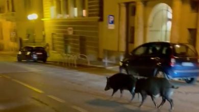 Photo of Torino, avvistati ancora dei cinghiali nelle vie cittadine: gli ultimi nei pressi della Gran Madre – VIDEO