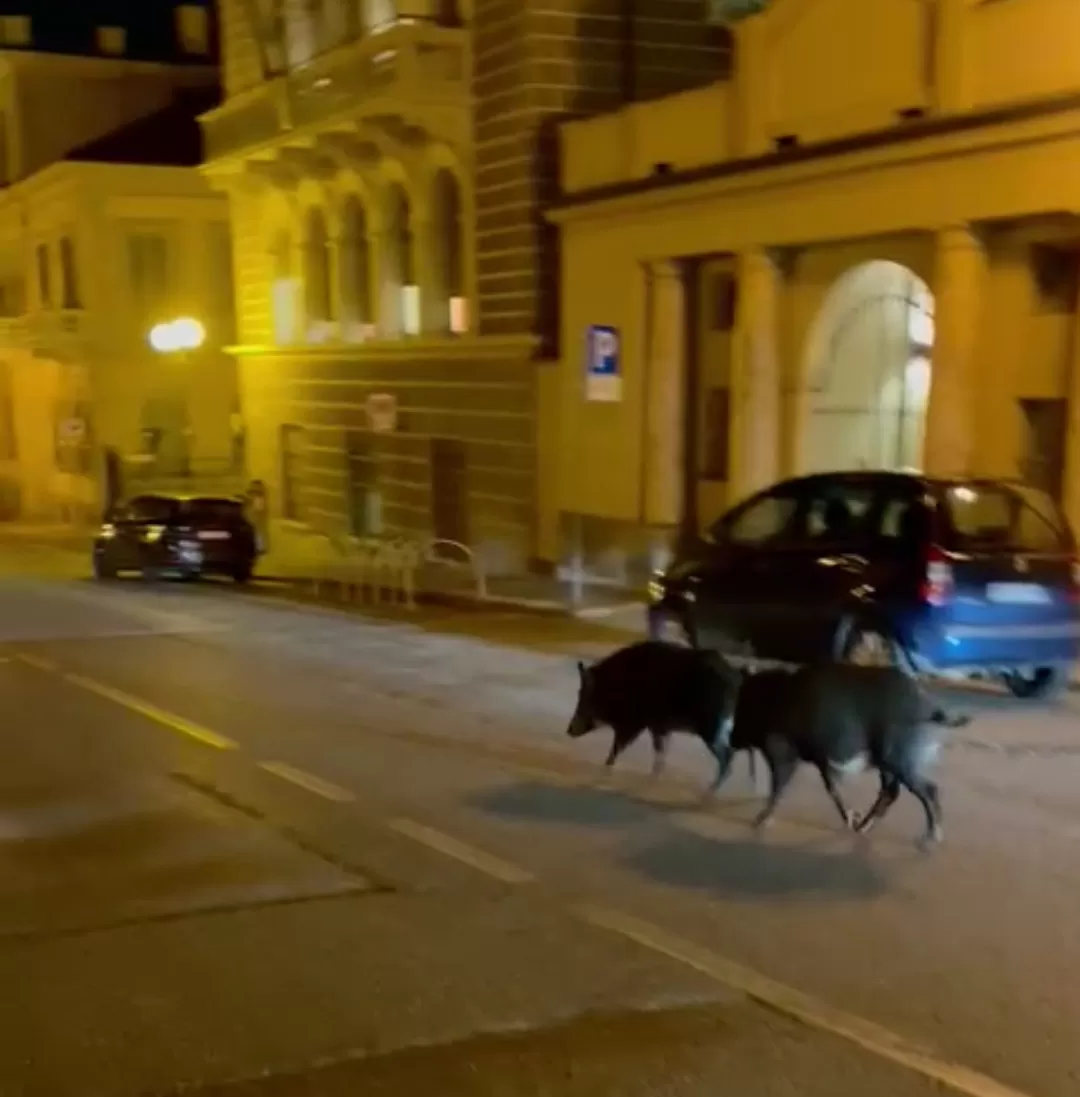 Torino, avvistati ancora dei cinghiali nelle vie cittadine: gli ultimi nei pressi della Gran Madre