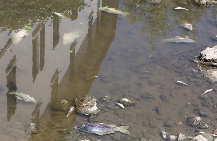 Animali, la siccità provoca un eccesso di pesci morti nel fiume Po: quattro specie a rischio