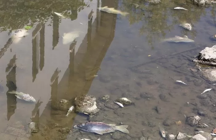 Animali, la siccità provoca un eccesso di pesci morti nel fiume Po: quattro specie a rischio
