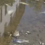 Torino, centinaia di pesci morti rinvenuti nel fiume Po: colpa della siccità