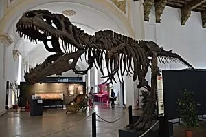 Scheletro di Dinosauro all'interno del museo di scienze naturali di Torino