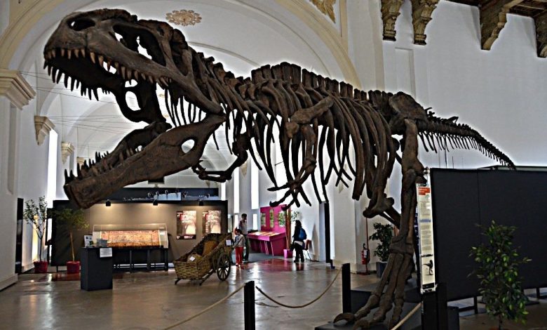 Scheletro di Dinosauro all'interno del museo di scienze naturali di Torino