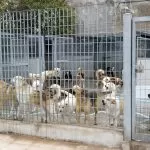 Torino, il problema del sovraffollamento al canile di Grugliasco