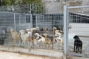 Animali, gli animali del canile curati da studenti in veterinaria